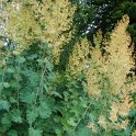 Macleaya cordata